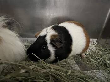 Rescue Guinea Pig Guinea Pigs for Adoption in Loveland, Colorado - TRIXIE | PetCurious